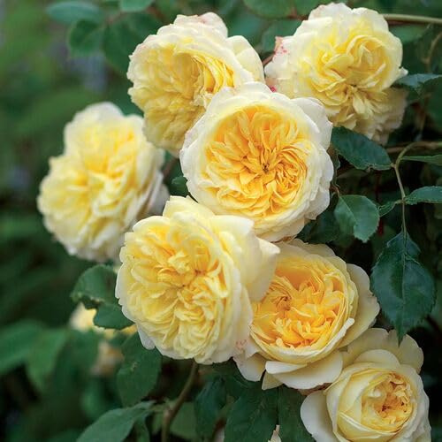 100 semillas de rosas trepadoras amarillas y blancas