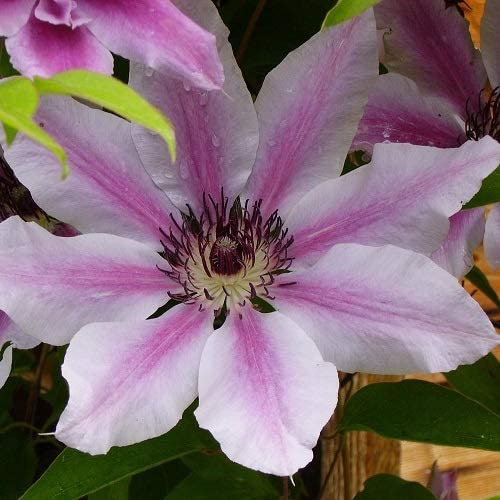3 x Clematis Nelly Moser (Waldrebe) | Rosa & Winterhart | 3 x Kletterpflanzen - Mehrjährig & Winterhart | 3 x1,5 Liter Topf
