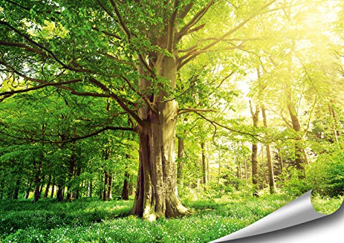 ARTBAY Wald Poster XXL - 118,8 x 84 cm | Alte Buche | Blumenwiese | Baum | Bäume | Sonniger Wald | Natur Bilder | Premium Qualität