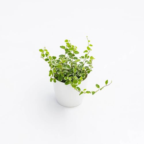 Pianta vera di Ficus pumila White Sunny - Diametro Vaso Ø 9 cm
