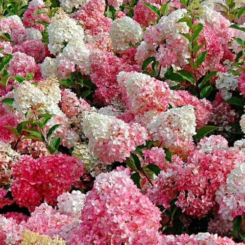 Semillas resistentes de hortensia panícula - serie de raras - resistentes para jardín, interior semillas hortensia panícula hortensias 200pcs