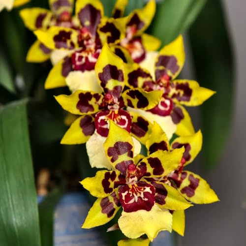 orchidea oncidium - primaverili, resistenti in vaso balcone insoliti balcone recisi giardino, ufficio semprever selvatici esotici 900semi