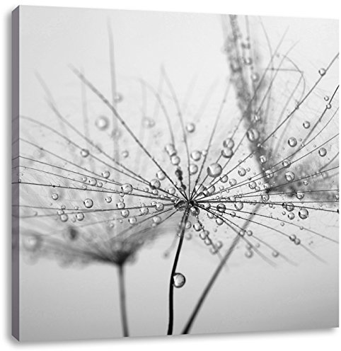 Pixxprint Pusteblume bedeckt mit Tropfen Schwarz, Weiß, Größe: 70x70, Leinwandbild Quadratisch, Wandbild, Kunstdruck, fertig bespannt