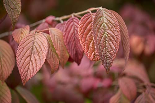 Japanischer Schneeball Viburnum plicatum Mariesii 125-150 cm winterhart
