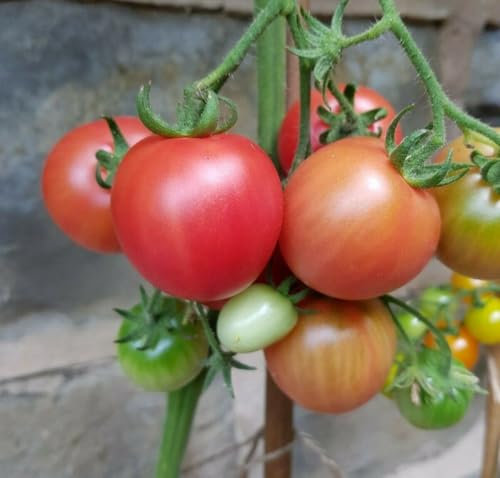 Buy4seeds 18 Seeds Brandywine Cherry red Tomato Seeds Easy to Grow Garden