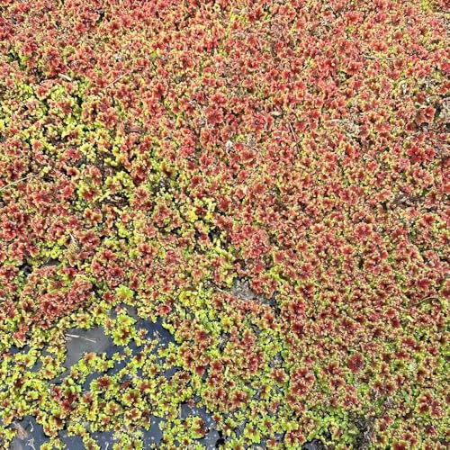 Semillas de lenteja de agua - variedades antiguas acuario jardín exótico extraño productos sostenibles orgánico verdes acuario regalos para jardineros 400pcs