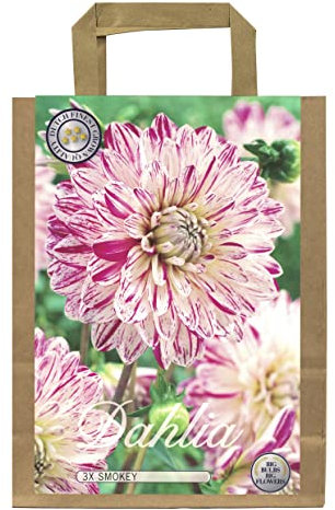 Dahlien - Juego de bulbos y bulbos de flores Dahlia, a elegir para verano, flores de verano, en paquete de regalo ecológico, flores multicolor, varias año (3 unidades de Dahlie Smokey)