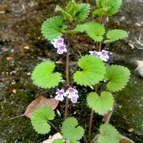 semi di edera terrestre selvatici sul balcone primaverili biologiche giardino resistenti al freddo 400pcs
