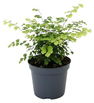 Helecho Culantrillo Adiantum Raddianum Fragrans DECOALIVE para Decoración Interior Maceta 12 cm Altura 25 cm