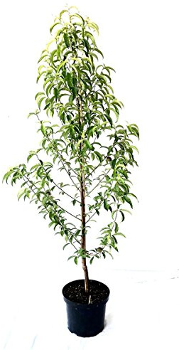 Pfirsichbaum Sandwich Pfirsich Plattpfirsich Tellerpfirsich kräftiger Buschbaum 110-140 cm 10 L Topf