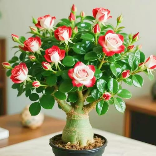 Compra rosa del desierto tubérculo Resistente - Cebollas Perennes rosa del desierto, Variante resistente para plantar-1Tubérculos-C