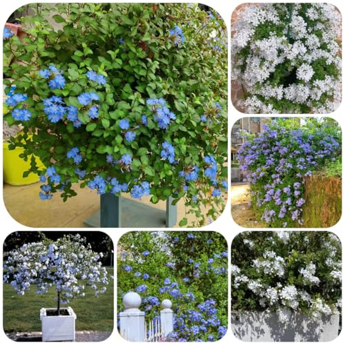 plumbago - resistenti esterno in vaso piombo balcone recisi giardino con pendente d'appartamento rare giardino, rampicanti, decorazioni 70semi