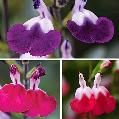 Salvia Lips Hardy Perennial Pollinating sage 3 posti Plugs by Thompson and Morgan (3)