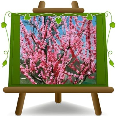 EURO PLANTS VIVAI Pesco Pesco da Fiore Rosa Pianta Ornamentale Età 2 Anni | su Vaso da 20 cm - Altezza 170 cm