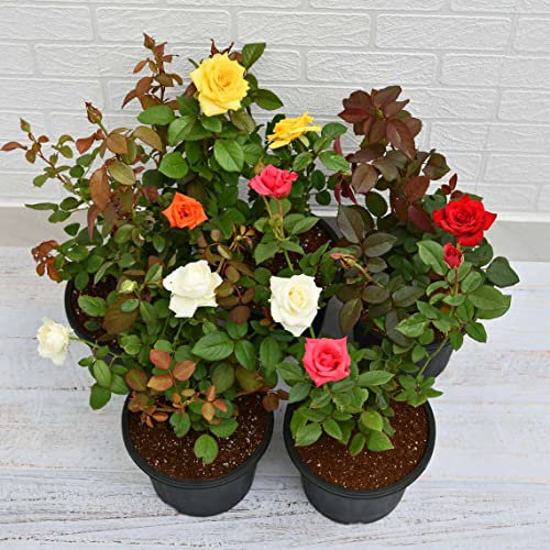Rosal Miniatura Pack de 6 Plantas con Flores de Colores Plantas Terraza y Jardín