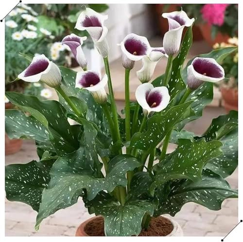 2 pz bulbi calla pianta resistente - bulbi a precoce pianta da balcone Gigli di calla, Zantedeschia aethiopica, decorazione vegetale piante in vaso bonsai da interno bonsai