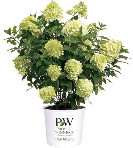 Blooming & Beautiful - Limelight Prime Panicle Hydrangea - 3 Gal - Proven Winners - Green White Cone-Shaped Blooms - Zones 3-8 - Hydrangea paniculata 'SMNHPPH' USPP - 3 Gallon Pot