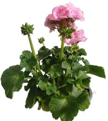 Geranio Rosa Natural DECOALIVE – Planta Viva en Maceta – Flores Vibrantes para Exterior e Interior