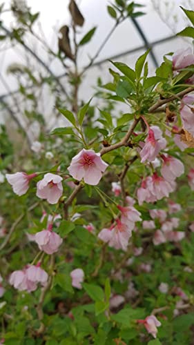 Prunus incisa 'Kojo No Mai' / à fleurs du Japon nain/Godet/Arbuste d'ornement