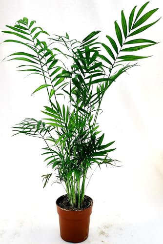 POWERS TO FLOWERS - CHAMAEDOREA VASO 12CM DIAMETRO ALTEZZA 45/50CM, PALMA DA INTERNO, Piante Vere