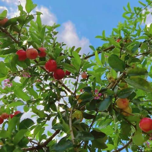 acerola Semillas de resistentes balcón acerola de balcón Semillas decoración jardín al aire libre setos 90semillas