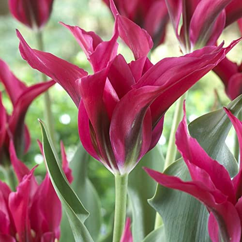 7 x Tulipa Viridiflora Dolls’ Minuet - Magnificent & Long Stemmed Tulips -Late Spring Long Bloom Period - for Your Beautiful Garden