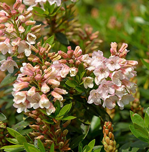 Kleinblütiger Rhododendron Bloombux Magenta® 30-40cm - Rhododendron micranthum - lebende Gartenpflanze aus den Baumschulen