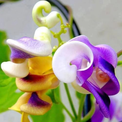 Semi di fagiolo lumaca, vecchie varietà per luoghi soleggiati esotico estivi decorazione floreale raro semi di selvatici rampicanti resistenti Vite lumaca, 10pcs