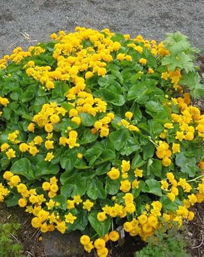 Lincolnshire Pond Plants Ltd - Marginal Aquatic Pond Plant - (Caltha Palustris) - 9cm