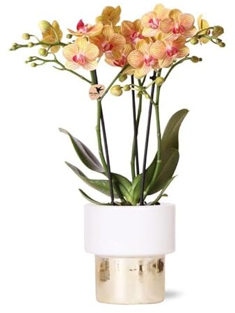 Kolibri Orchids | weiße Phalaenopsis Orchidee - Jamaica + Lush Topf - Topfgröße Ø9cm | blühende Zimmerpflanze im Blumentopf - frisch vom Züchter