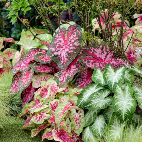 3 x Collection Caladium, mélange de 3 plantes vivaces, grandes vivaces à racines nues rustiques en provenance de Hollande (pas de graines, bulbes). Parfaites comme couvre-sol à l'ombre