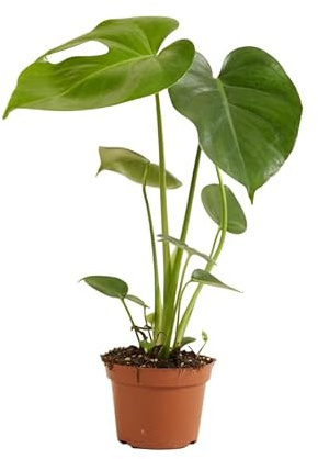 Costilla de Adán Viva – Monstera Deliciosa Natural Hoja Icónica para Hogares con Estilo