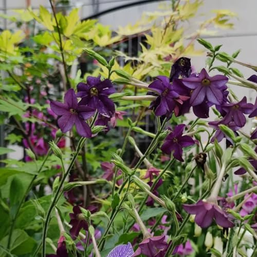Ziertabak wildblumensamen wildkräuter kräutersamen mehrjährige stauden winterhart blumengarten büropflanzen pflanzensamen exotisch wildblumen balkonblumen gartenkräuter pflanztöpfe 400samen