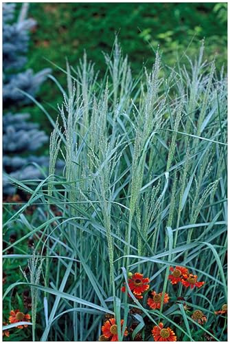Stauden Gänge 5 x Panicum virgatum 'Prairie Sky' blaue Rutenhirse | Blaues Ziergras für Sonne, Blüte August bis Oktober, mehrjährig, 1 L Topf (11x11 cm)