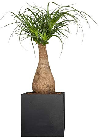 Pflanzwerk® Pflanzkübel Pflanzen - Elefantenfuss Beaucarnea Recurvata ca. 120cm - Zimmerpflanze - Speziell für Blumentöpfe Blumenkübel *Exklusive Züchtung* *Premium Markenqualität*