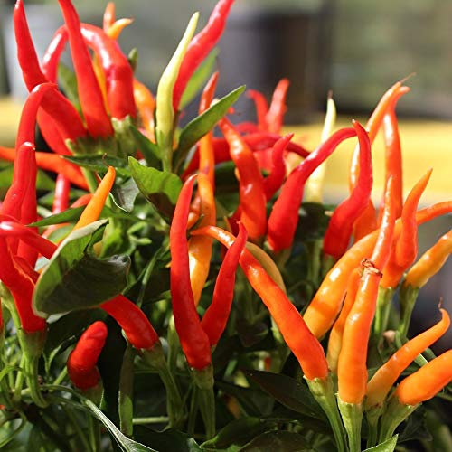 MHD 06/26 Chili Poupila Samen