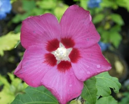 Garten Eibisch Woodbridge - Hibiscus syriacus - 40-50cm