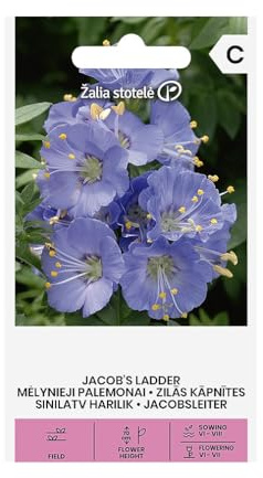 Zalia Stotele | De escalera de Jacob BLAUE PALAMONEN flores semillas | Semillas de flores | Semillas de plantas | Flores perennes para lugares sombríos | Florecen a principios de primavera|1 paquete