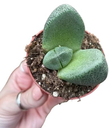 Suculenta Lithops – Piedras Vivientes Naturales en Maceta de 5 cm