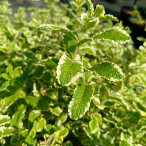 semi di menta - giardino appartamento selvatiche esotiche resistenti biologici giardino perenni 1000pcs