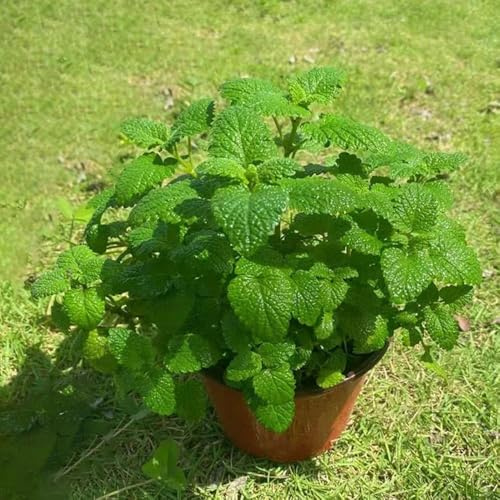 80 piezas semillas de menta perenne resistente - semillas de hortalizas invierno menta, hortalizas balcón techo verde