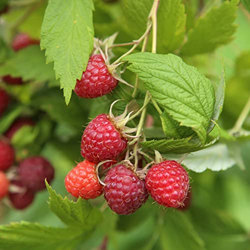 Raspberry Fruit Canes Glen Ample Hardy Shrub Delicious Deep Red Berries High-Yielding Mid-Season Variety Deep Red Crops Eat Fresh or from Frozen 3X Raspberry Canes by Thompson and Morgan (3)