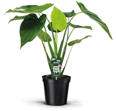 Alocasia cucullata ca. 70 cm – Elefantenohr Pfeilblatt Zimmerpflanze – pflegeleicht, luftreinigend, dekorativ für Wohnung & Büro, tropisches Grün für Innenräume