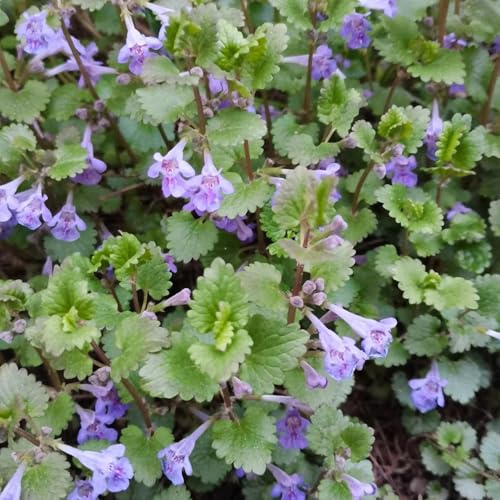 Semi di edera terrestre - semi di aromatiche resistenti per giardini rocciosi da balcone resistenti per giardinieri selvatiche estivi 250pcs