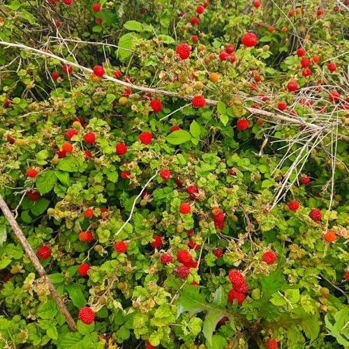semi di fragola selvatica - rialzata giardino sul balcone 550pcs