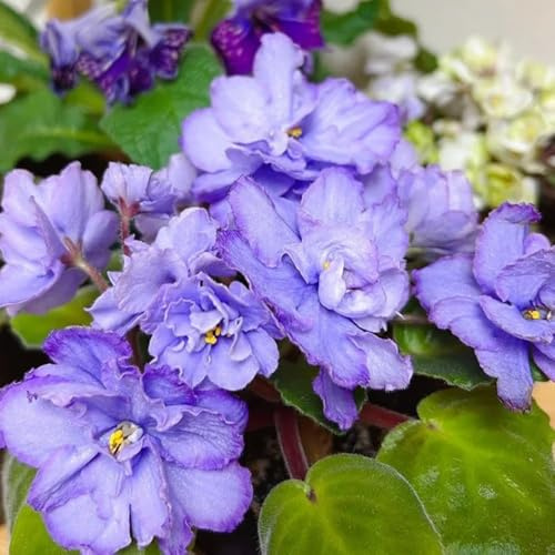 usambaraveilchen 150samen frühlingsblumen Dekoration Seltene