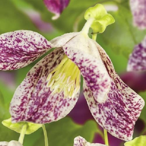 Clematis Freckles - Fleurs crème en forme de cloche avec des mouchetures rose-rouge foncé | Plante grimpante vivace - Persistante - Pot de 1,5 L