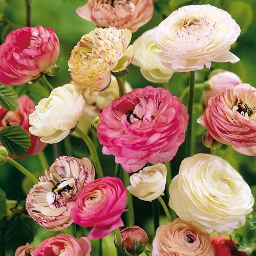 40 Ranunkelknollen Pastellmix - Extra-Großpackung - Zarte Sommerblumen für Garten, Töpfe & Balkon - Gartenfertige Blumenzwiebeln