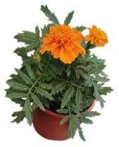 DECOALIVE Tagete Naranja – Planta Natural con Flores Alegres y Duraderas