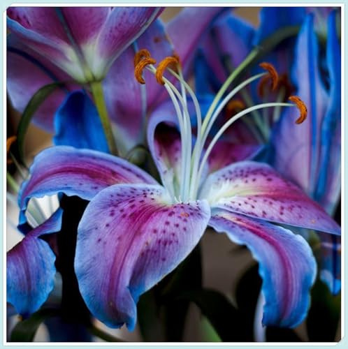 Lilium Candidum bulbi,Profumato,Perenni,Perfetto per le vacanze,Da piantare in giardino,Giglio bulbi,lilium bulbi giganti(Steli grandi,senza semi,non artificiali)-4bulbi-N